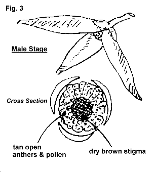 B/W sketch - Flower male stage