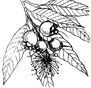 B/W sketch